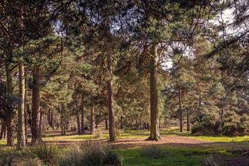 Fototapeta premium Woodland scene.