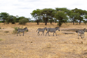 Fototapeta na wymiar Group of zebras walking in the savannah of Tarangire National Park, in Tanzania
