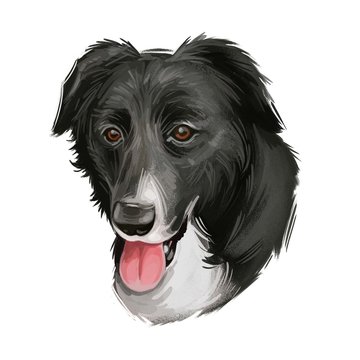 Borador digital art illustration of cute canine animal. Crossbreed dog created by crossing Labrador Retriever and Border Collie hand drawn portrait, puppy muzzle with open mouth and tongue.