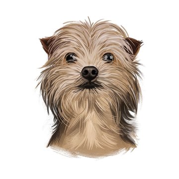 Chorkie cross breed of Chihuahua and Yorkshire Terrier dog digital art illustration of cute canine animal of beige color. Red Toy Chorkie hand drawn portrait, small dog head of Chorkie isolated.