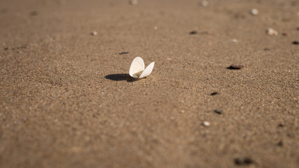 weiße Muschel am Ostsee Strand