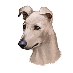 Lurcher dog, offspring of sighthound mated with pastoral breed or terrier, digital art illustration of cute canine animal. Brown Lurcher head portrait, isoated hand drawn puppy muzzle with tongue.