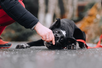 mixed breed dog training to lay down outdoors