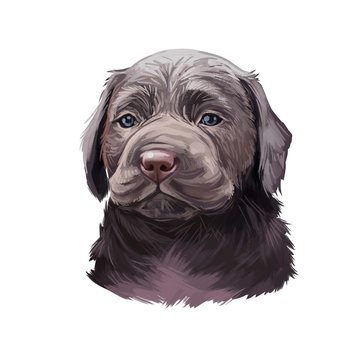 Springador digital art illustration of cute dog muzzle isolated on white. Cross breed dog of springer spaniel and labrador retriever, black canine animal portrait, dark hairy puppy, pedigreed dogo.