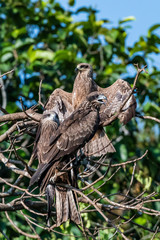 Black Kites Perched in Tree