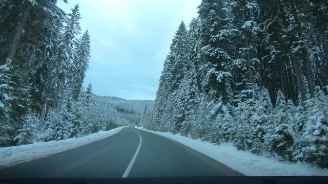 Point of view POV driving on countryside road between spruce forest trees. Idyll landscape in winter season in Pokljuka plateau, Slovenia