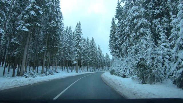 Point of view driving on countryside road between spruce forest trees. Idyll landscape in winter season in Pokljuka plateau, Slovenia