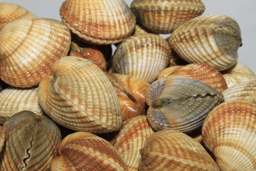  A lot of Cockles on a white background