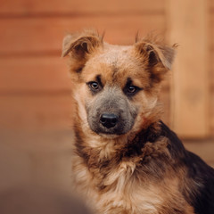 young mixed breed puppy portrait