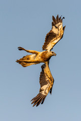White Bellied Sea Eagle