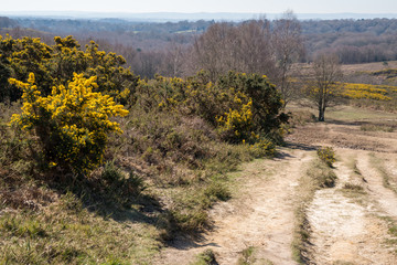 View of the Ashdown Forest in East Sussex on a sunny spring day