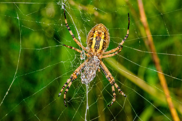 Yellow black spider after rain shower. A spider covered with drops of water.
