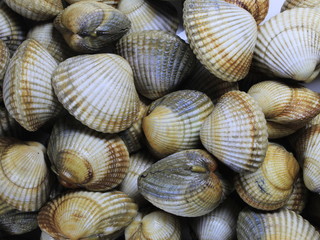  A lot of Cockles on a white background