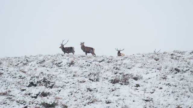 Red Deer herd on snowy hill drone. (2)