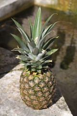 Pineapple whole fruit and leaves texture