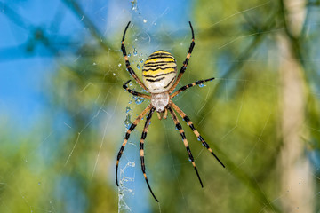 Yellow black spider after rain shower. A spider covered with drops of water.