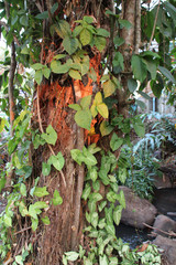 tree in laos