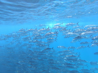 Group of trevallies in Cabo Pulmo, Mexico