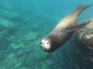 Fototapeta premium Sea lion underwater