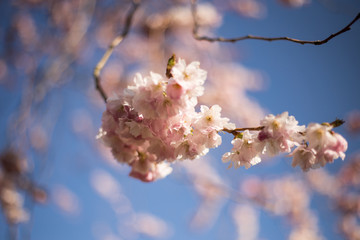 rosa Kirschblüten von japanischen Zierkirschen