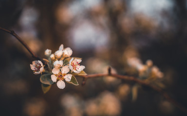 Apple blossom during spring wallpaper