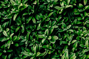 Fototapeta na wymiar Green background from decorative lawn plants