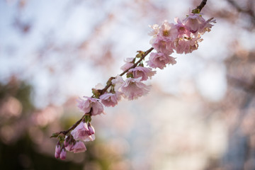 rosa Kirschblüten von japanischen Zierkirschen
