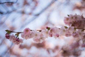 rosa Kirschblüten von japanischen Zierkirschen