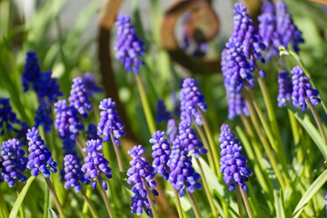 Blaue Traubenhyazinthen