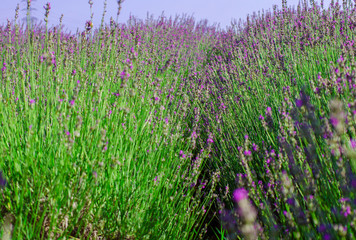 Violet lavender flowers close up. Lavender field in the village. Lavender flowers on farm. Selective focus image.