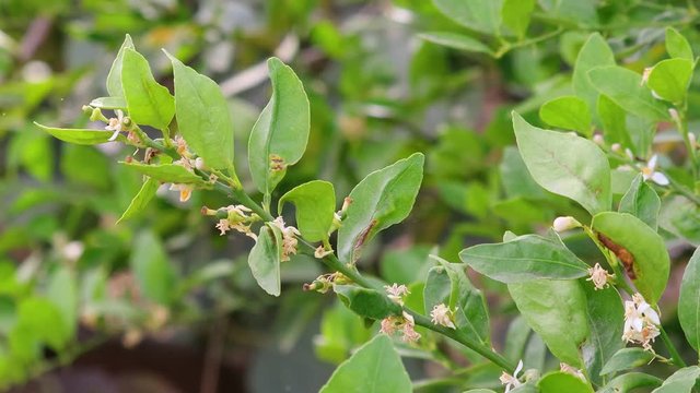 close up of small green lemons growing on branch in garden, young lemon in growth clip