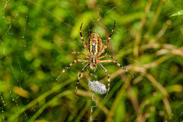 Yellow black spider after rain shower. A spider covered with drops of water.