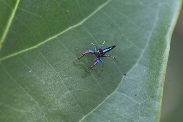 Bunte Springspinne - guck mir in die Augen Kleine