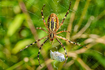 Yellow crab spider caught the bee on the sunflower. The spider hunts the bee