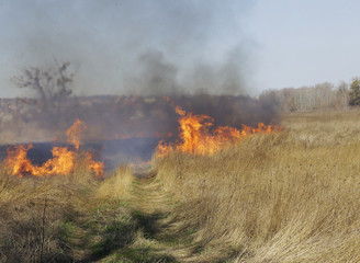 Dry grass burning in bright sunny day. Spring. Ukraine.