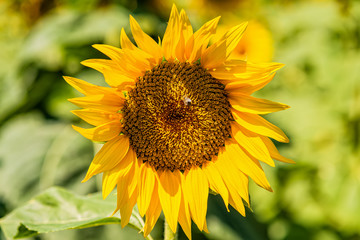 Fototapeta premium Sunflower blooming in a field with bees