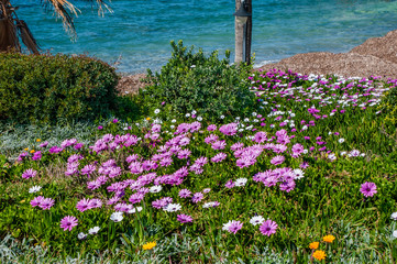 Spring is the only time of the year when the coast of Cyprus, open to the hot sun, blooms with all the colors of the rainbow. In the summer, this Paradise on earth will lose all its charm.      