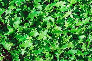 green background texture of the leaves of the arugula salad. healthy diet