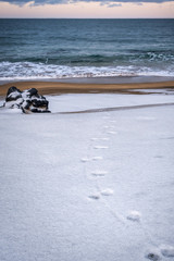 footprints of an animal in the snow, going towards the beach on the shore of the Atlantic Ocean on a cloudy winter day in Iceland