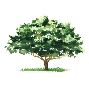 Big green deciduous tree, garden or forest element for design, isolated, hand drawn watercolor illustration on white background