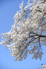 Cherry blossoms in full bloom / A wonderful view of spring in Japan.