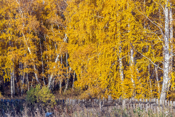 Autumn countryside landscape. Forest in the background. Tall golden birches