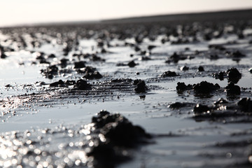 Wattwurm haufen, Wattenmeer, Nordsee Küste, Deutschland	