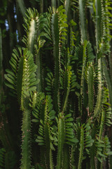 The culture and nature of a tropical island is conveyed. Plants and wildlife. Rocks and leaves of plants. Green grass and shrubs. Exotic Indonesia and Bali