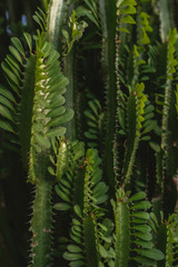 The culture and nature of a tropical island is conveyed. Plants and wildlife. Rocks and leaves of plants. Green grass and shrubs. Exotic Indonesia and Bali