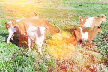 herd of sheep grazing in a meadow, eating grass and plants. White goat in a meadow