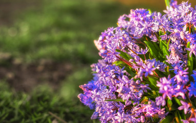 bouquet of spring purple flowers over blurred background 