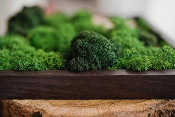 Decorative green moss on wood