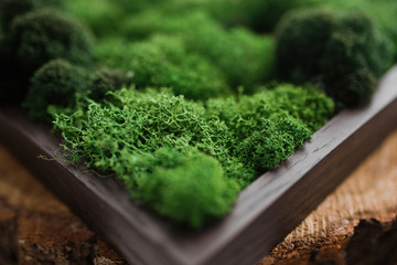 Decorative green moss on wood