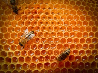 Fotobehang bee on honeycombs with honey slices nectar into cells. © Наталья Бойко
